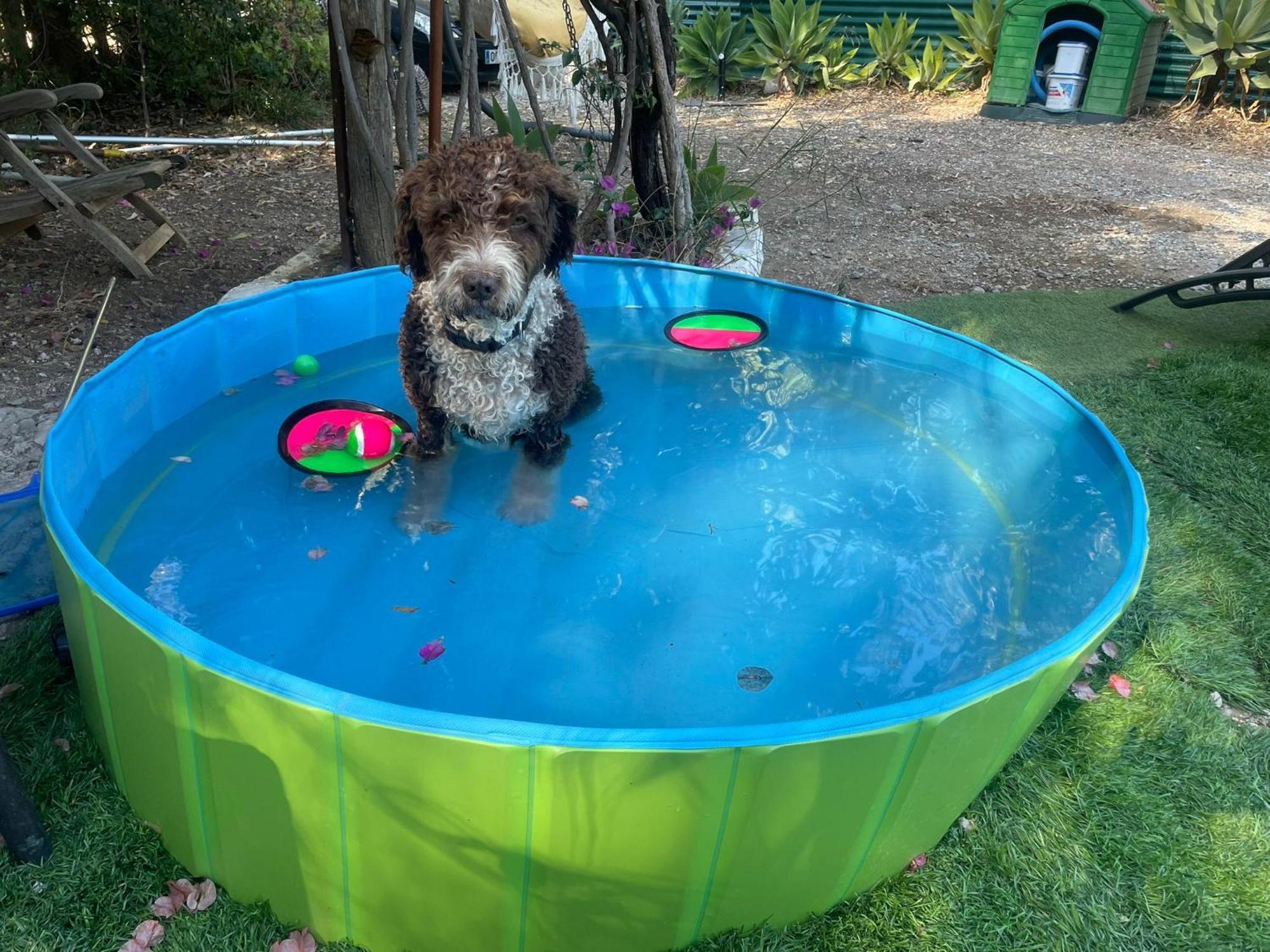 Con Piscina Viajar Con Mascota *